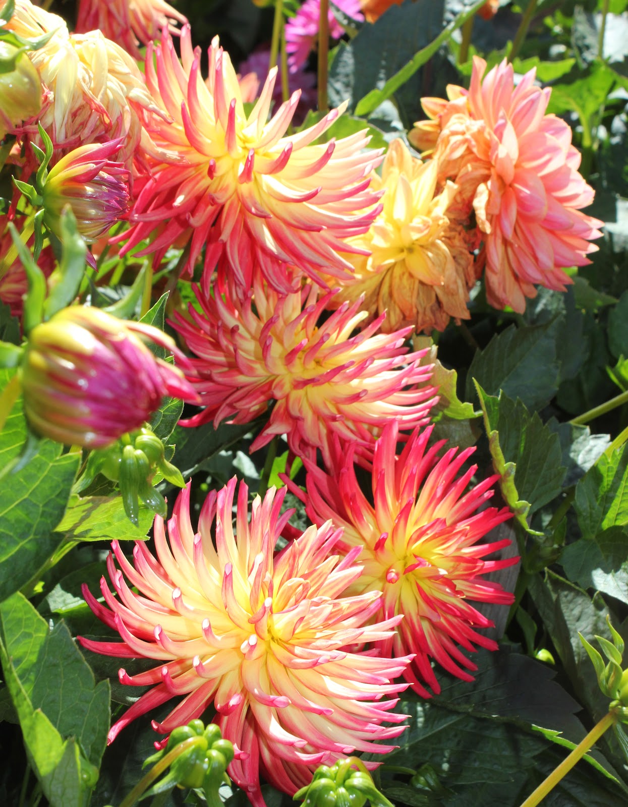San Francisco FYI net Dahlia Dell Conservatory of Flowers