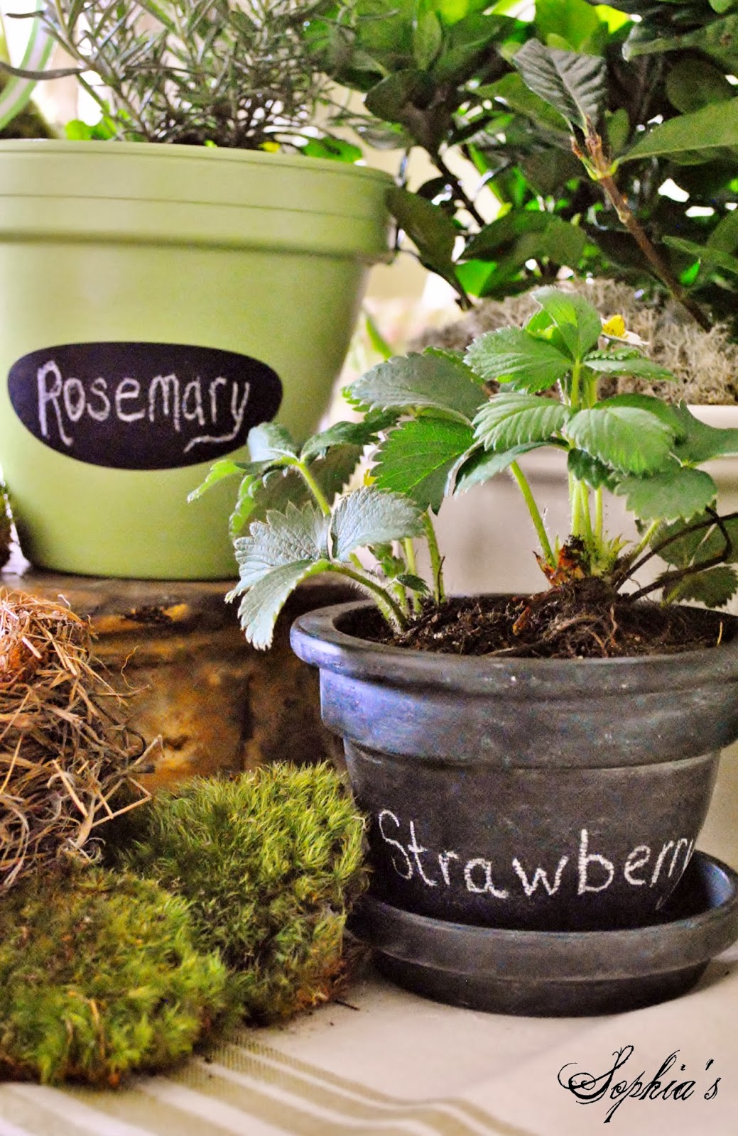 Sophia's DIY Spring Clay Pots & Michaels Pinterest Party