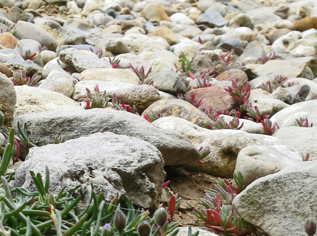 Small plants of Rocks / Cliff with  Greater Sea-spurrey - Spergularia media - just about visible growing between stones