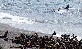 Primer día de otoño con 7 Orcas todo el día en Punta Norte