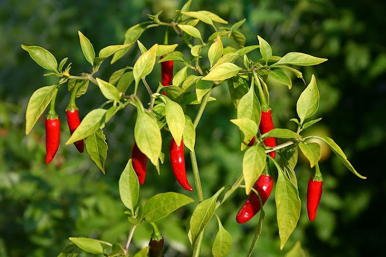 BITTER KOLA, HOT RED CHILI PEPPER, GINGER AND GARLIC FOR SALE