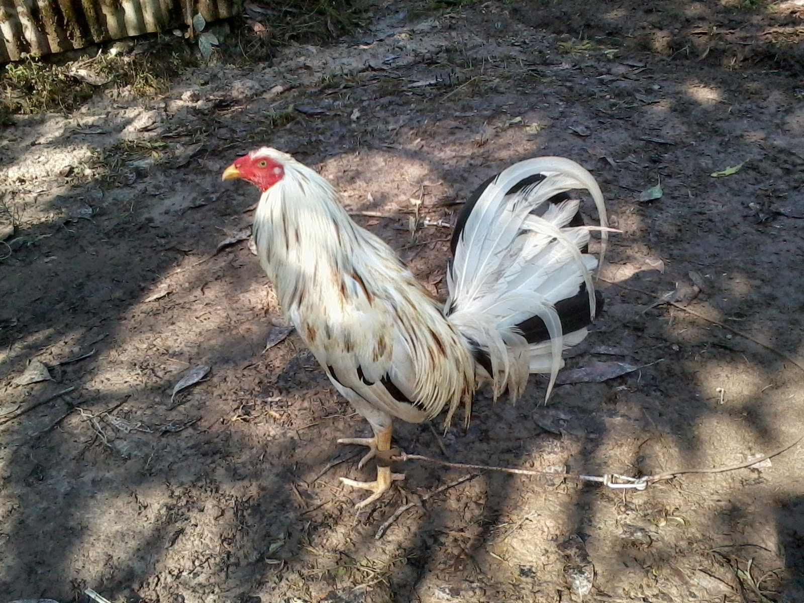Ayam Sabung Area Sarawak