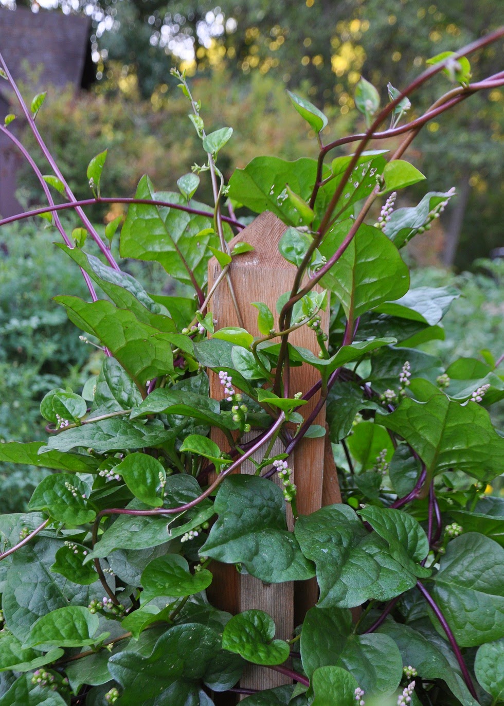 garden spinach