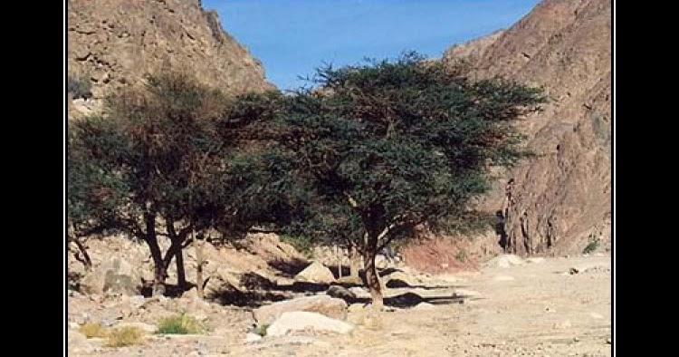 Pokok yahudi gharqad