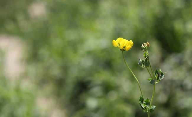 Birds-Foot Trefoil Flowers Birds-Foot Trefoil Flowers