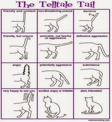 Cats Tails Signs And What They Mean Cats Tails Signs And What They Mean