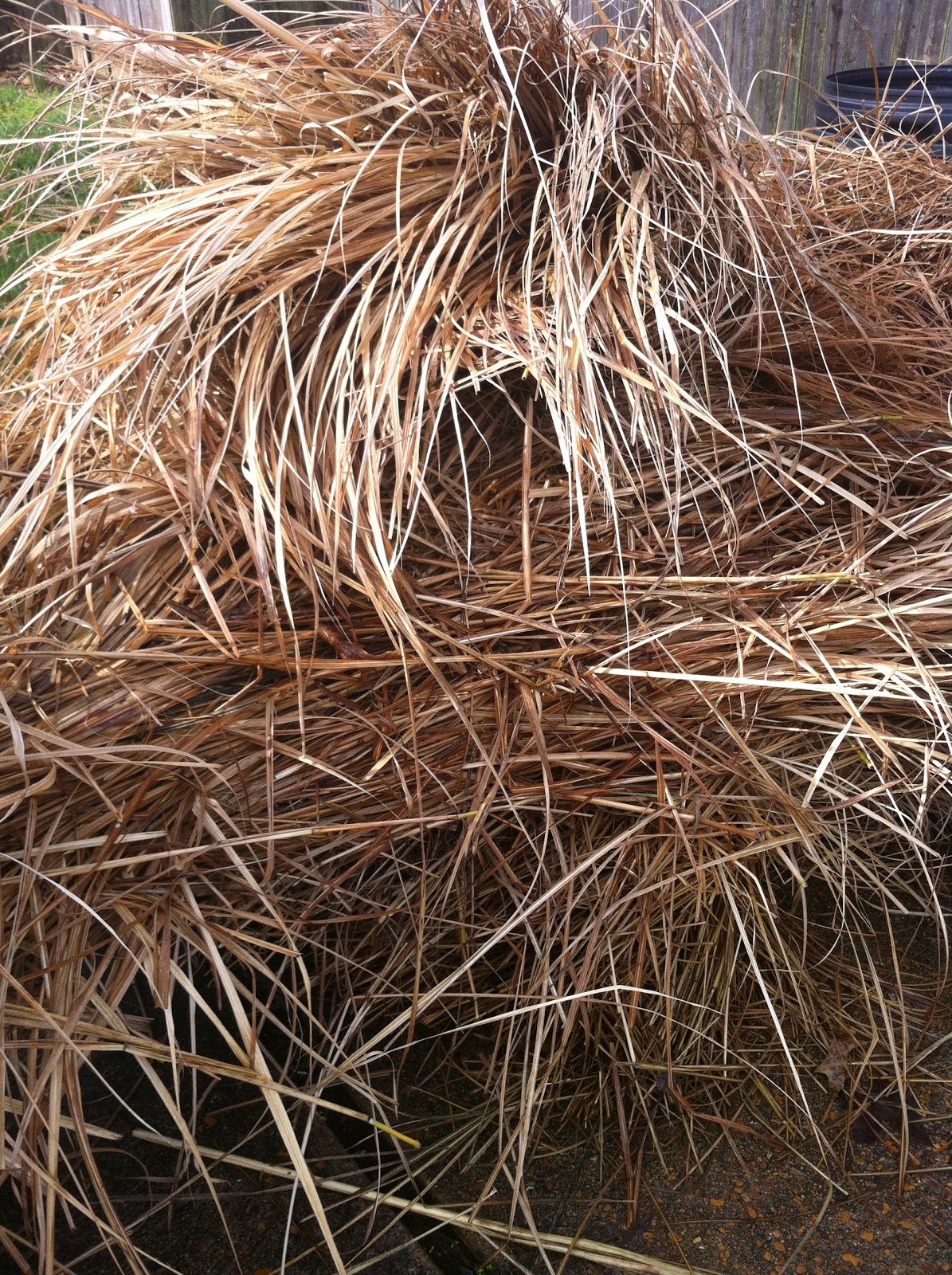 A St. Louis Realtor's Adventures, Tips, and Finds Spring Tip pruning