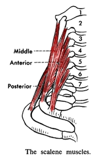 A MUSCLE A DAY: Scalenes