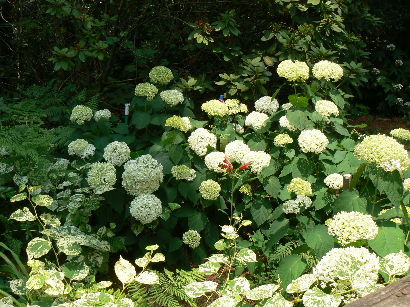 Hydrangea Macrophylla Verena Hortensia Hydrangea Hydrangea