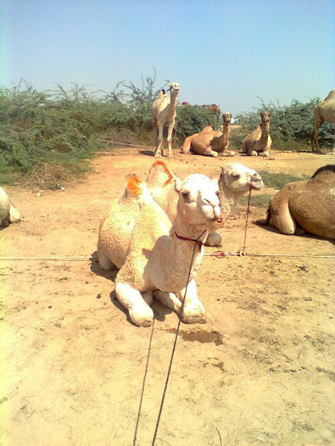 bakra mandi