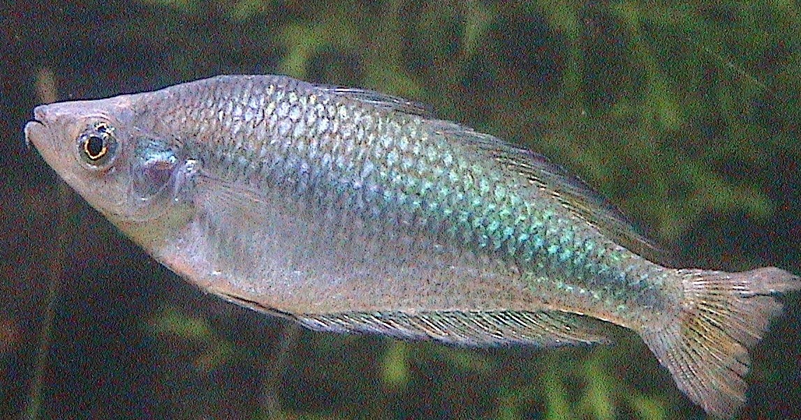 Freshwater Frenzy 10 Facts About Australian Rainbowfish