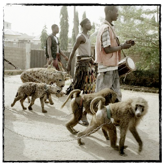 Image result for hyenas on a leash