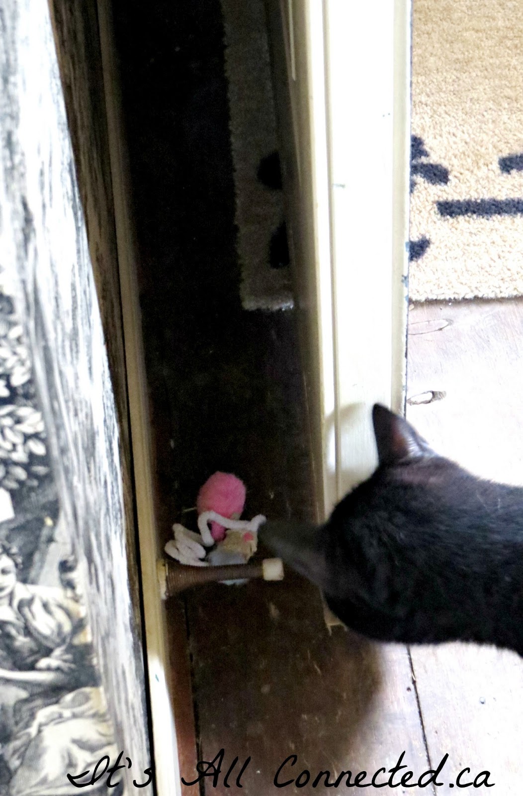 It's All Connected Cat Security 101