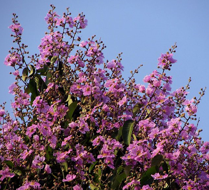LAGERSTROEMIA INDICA, LILAS DES INDES