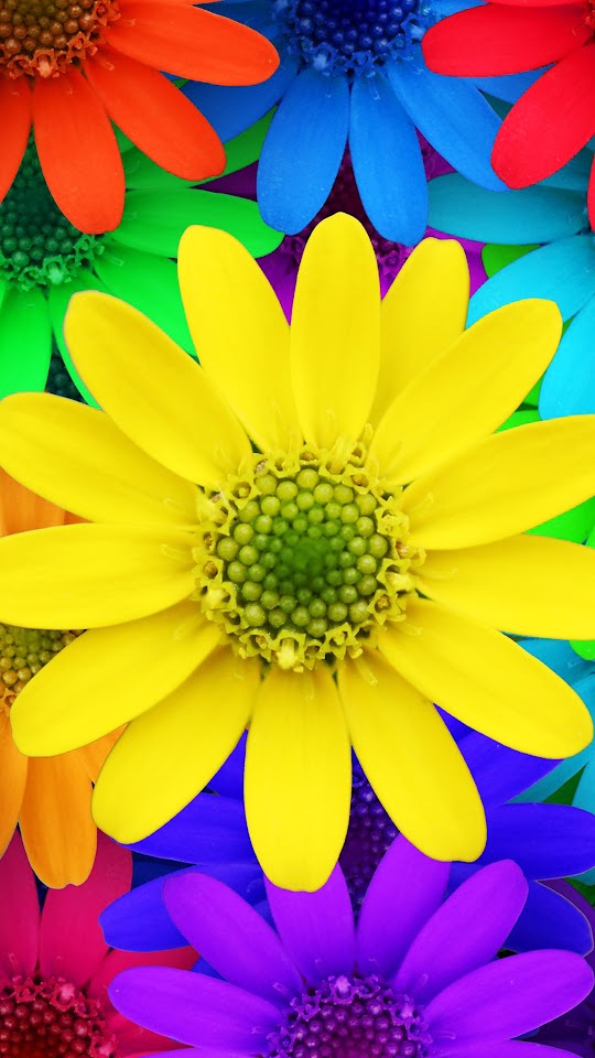 Colorful Daisy Flowers Spring Red Yellow Blue Purple Android Wallpaper