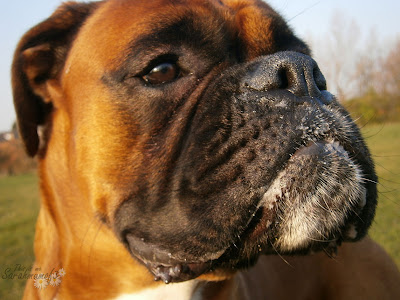 boxer dog close up 