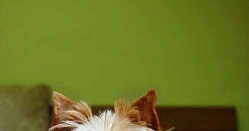 yorkie litter size litter size of terrier many yorkie litter size litter size of terrier many