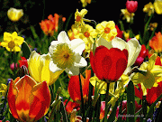 As Flores do Jardim da Nossa Casa wallpaper flores coloridas 