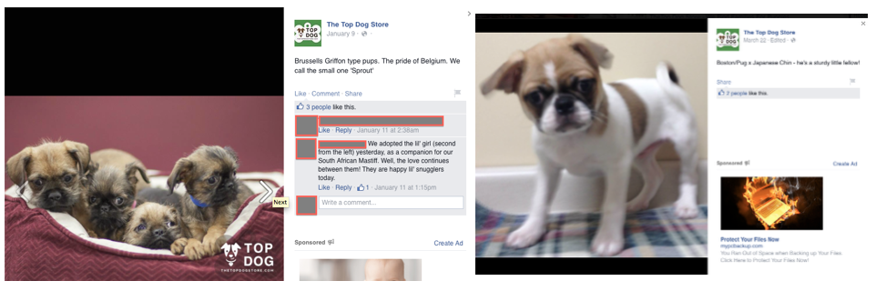 top dog store puppies