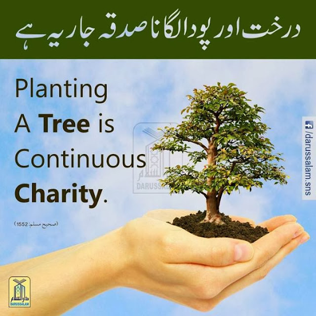 Hadith about Planting A Tree Best Right Way