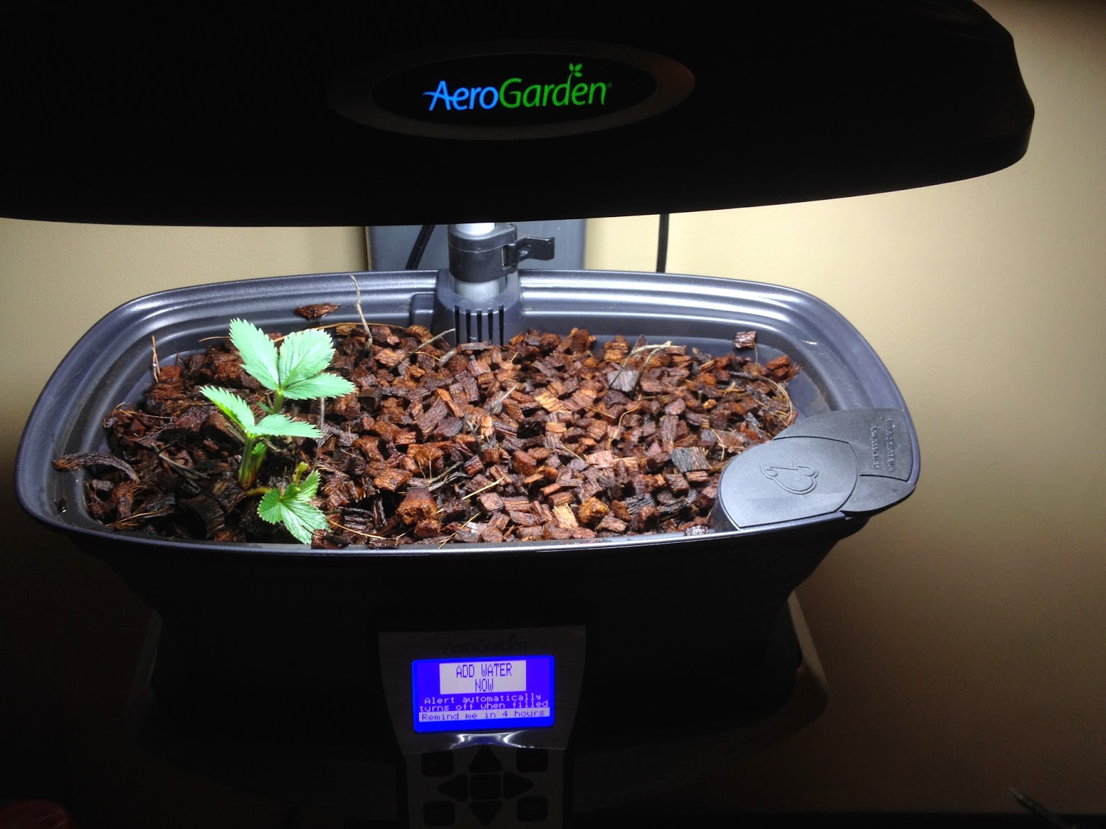 Replacement Aerogarden Strawberries Arrive Indoor Gardening My