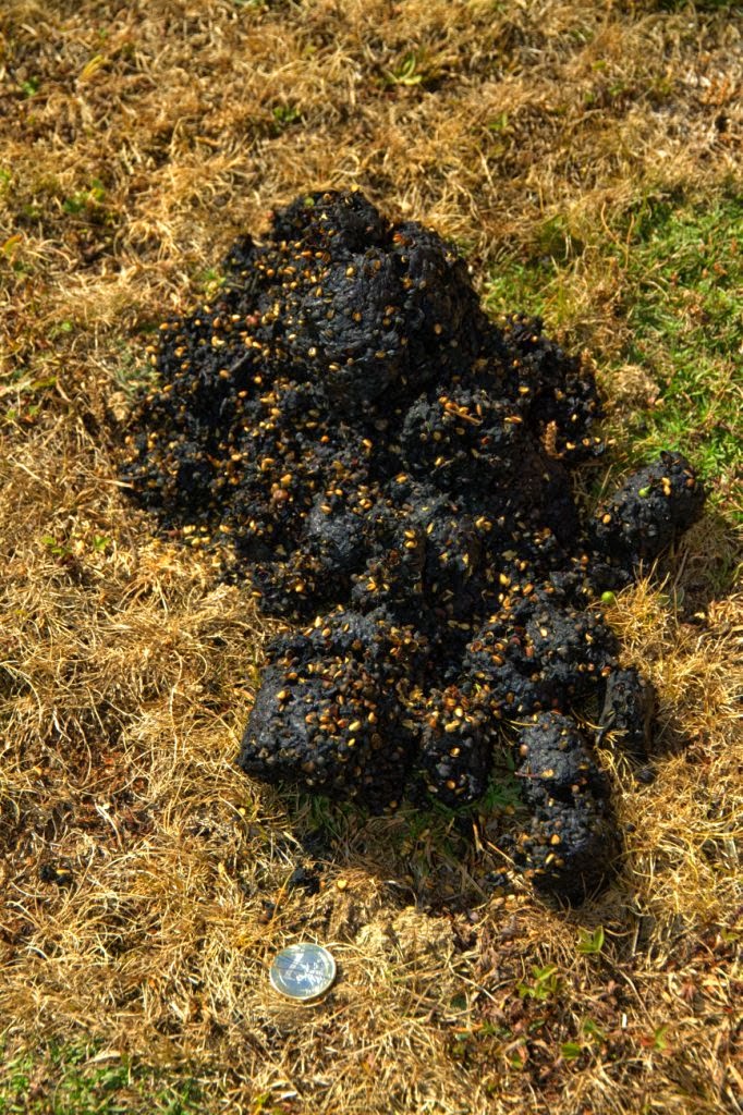 naturaleza en asturias: Mierda de oso