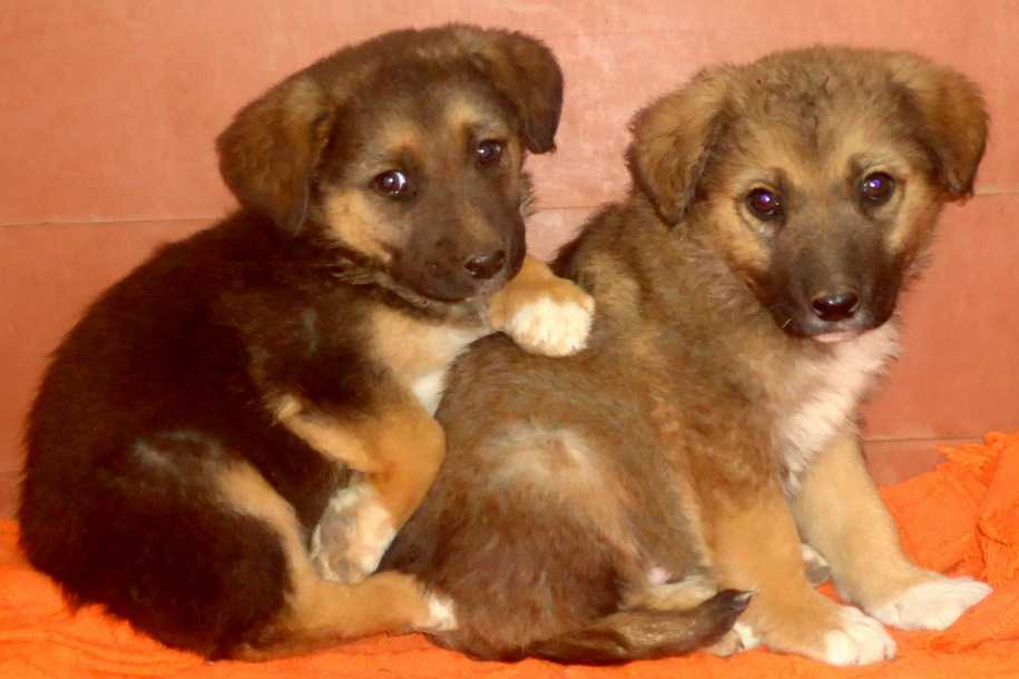 Cachorritos,macho y hembrita mestizos,urge adopción Sin+t%25C3%25ADtulo
