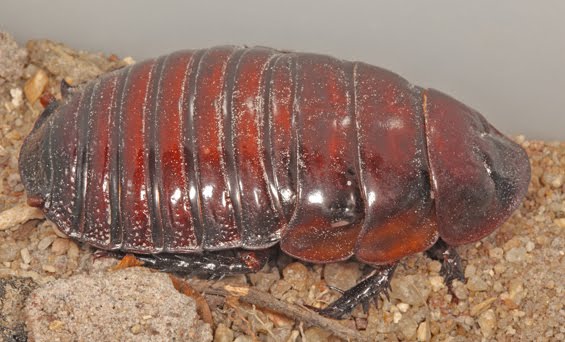 Australian Burrowing Cockroach