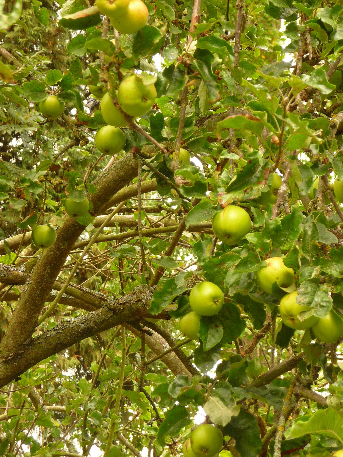 apple and tree