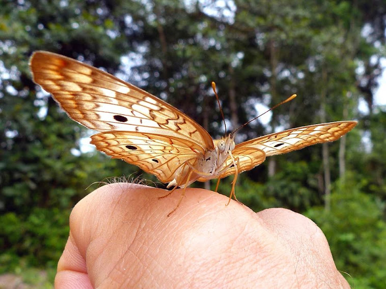 Borboleta