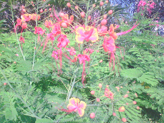 flower garden images