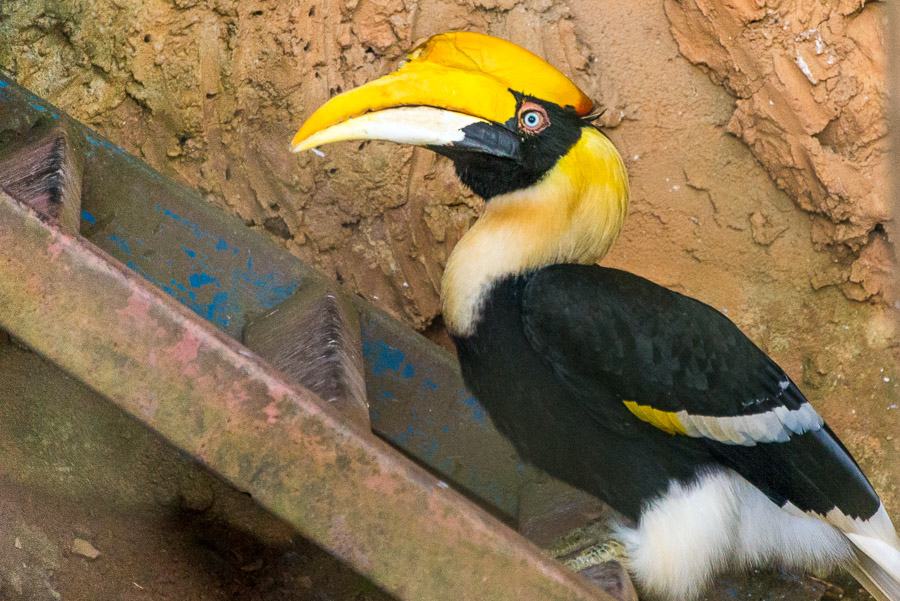 Chiang Mai Zoo. Part one.