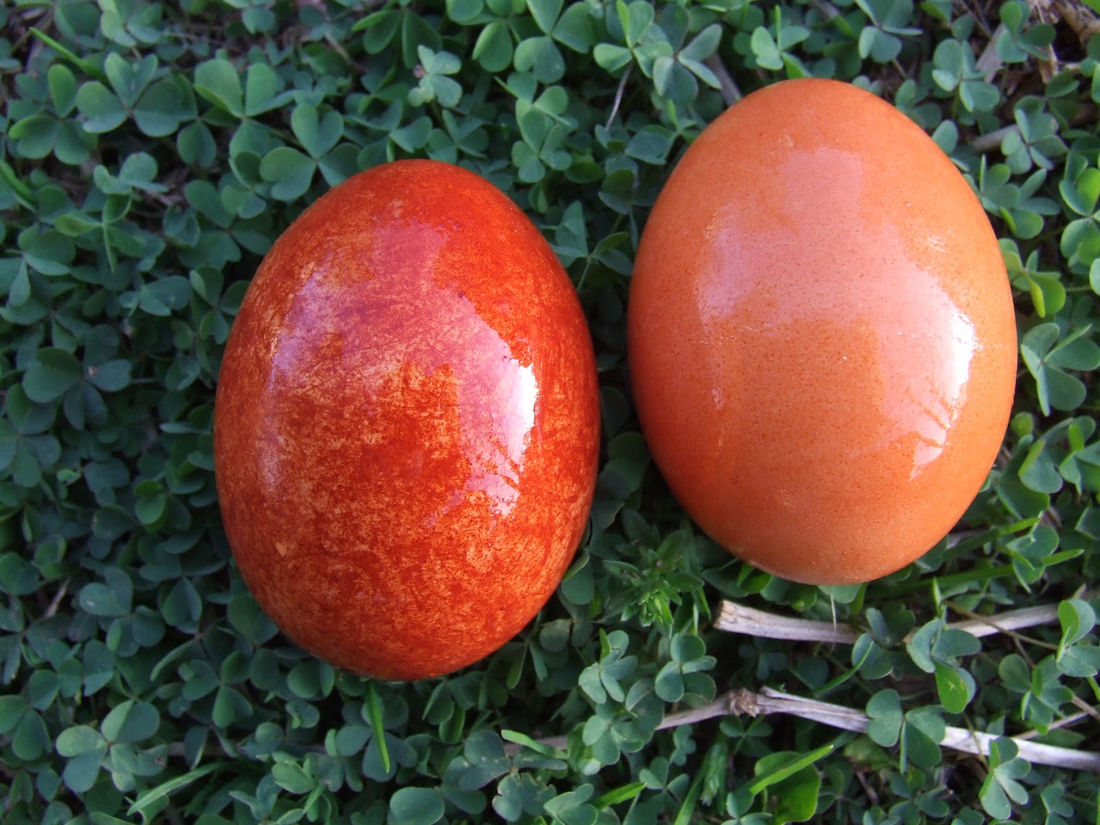 Waltzing Matilda Veggie Dyed Eggs 2013