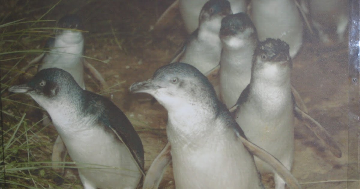 Robin's Double Life People housing to penguin housing Phillip Island