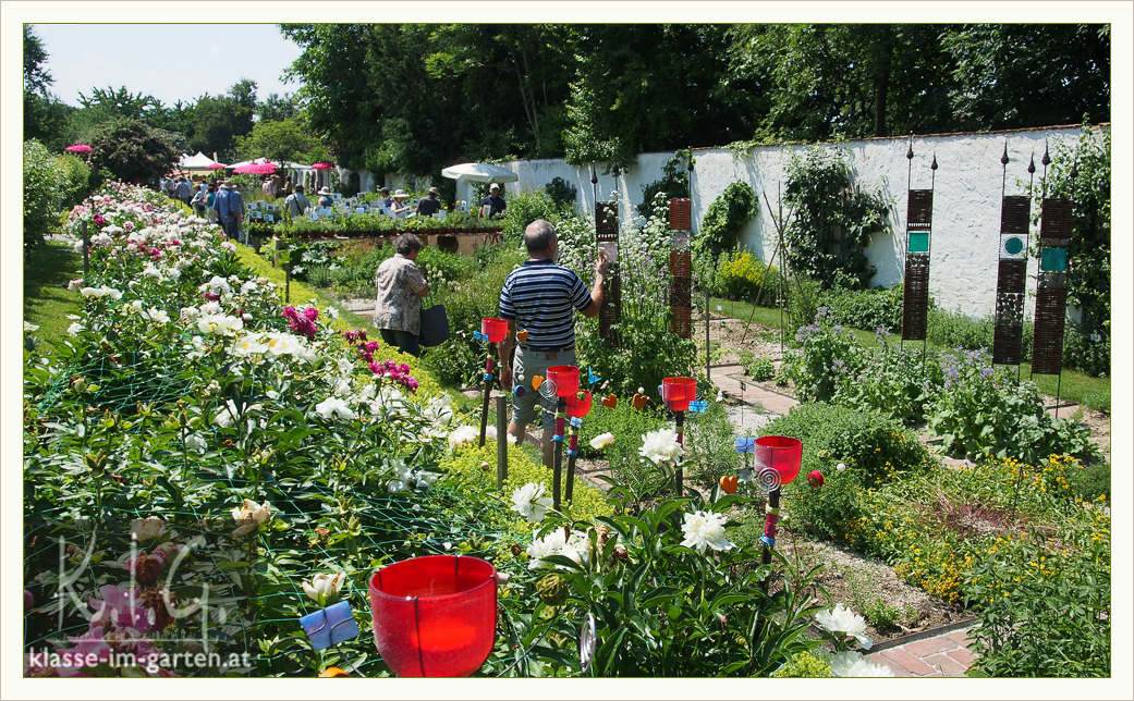 Ein Schweizer Garten Butterblumenwiese