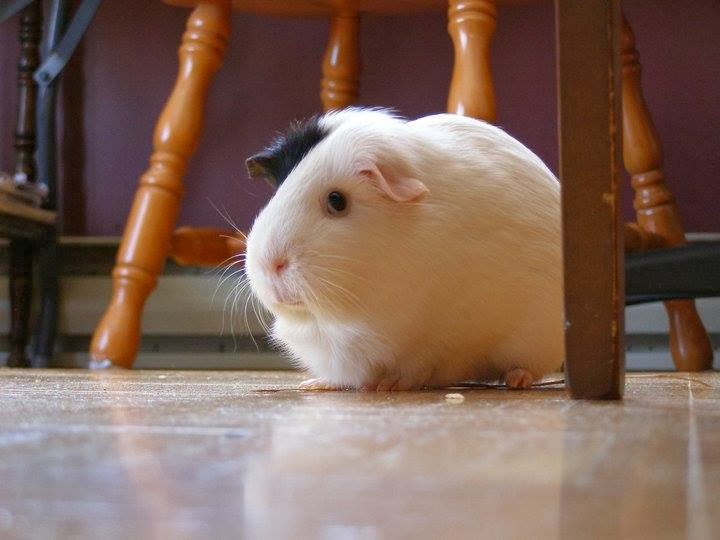The Guinea Pig Daily Peppermint
