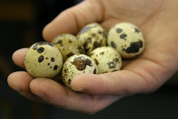 QUAIL EGG