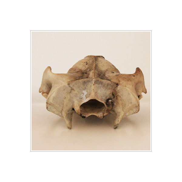 The Ridou Report Possum Skull