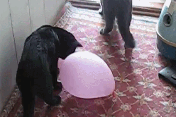 cat-balloon-explosion.gif