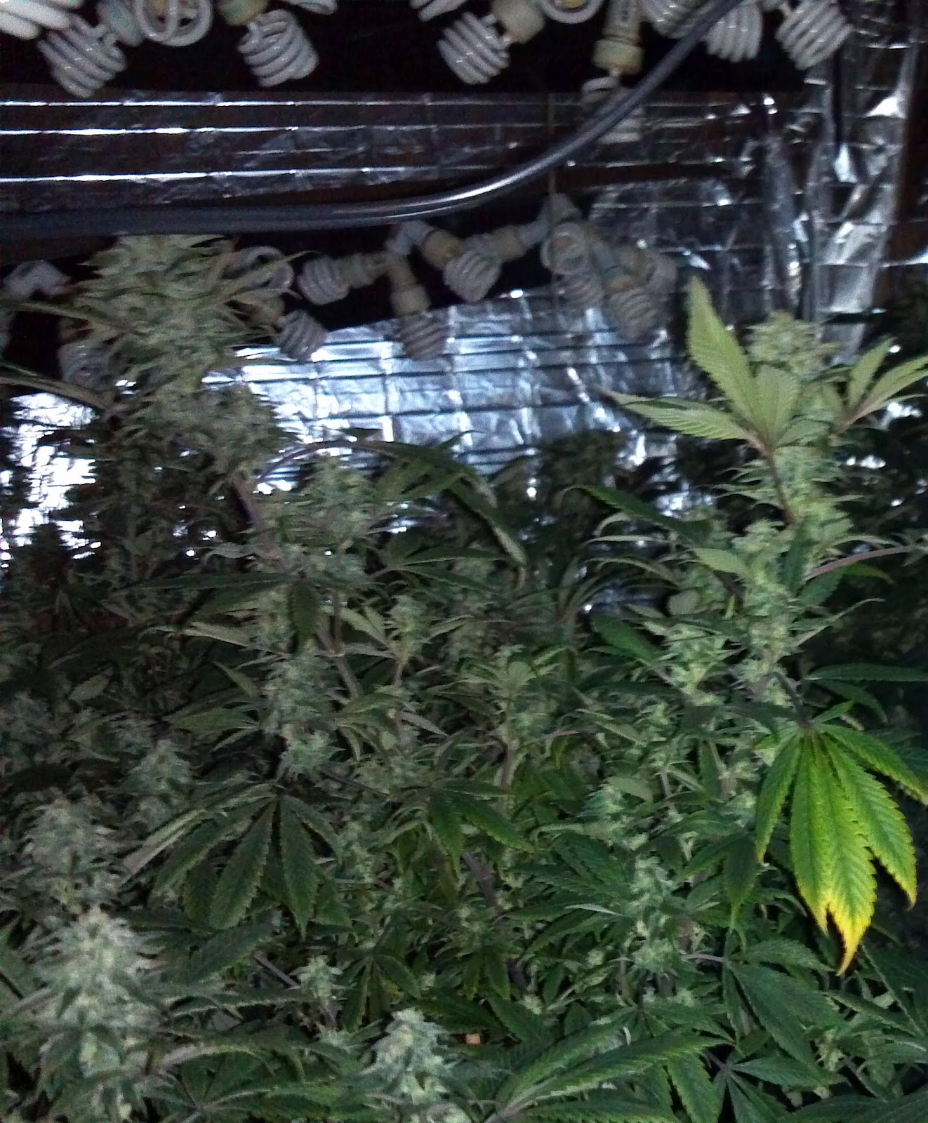 Stealth Marijuana Grow Lights of Today CFL vs Hid vs LED