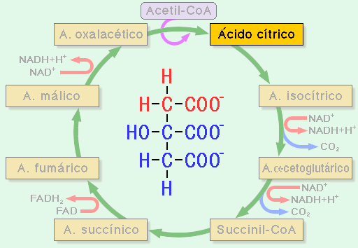 Ruta Metabolica