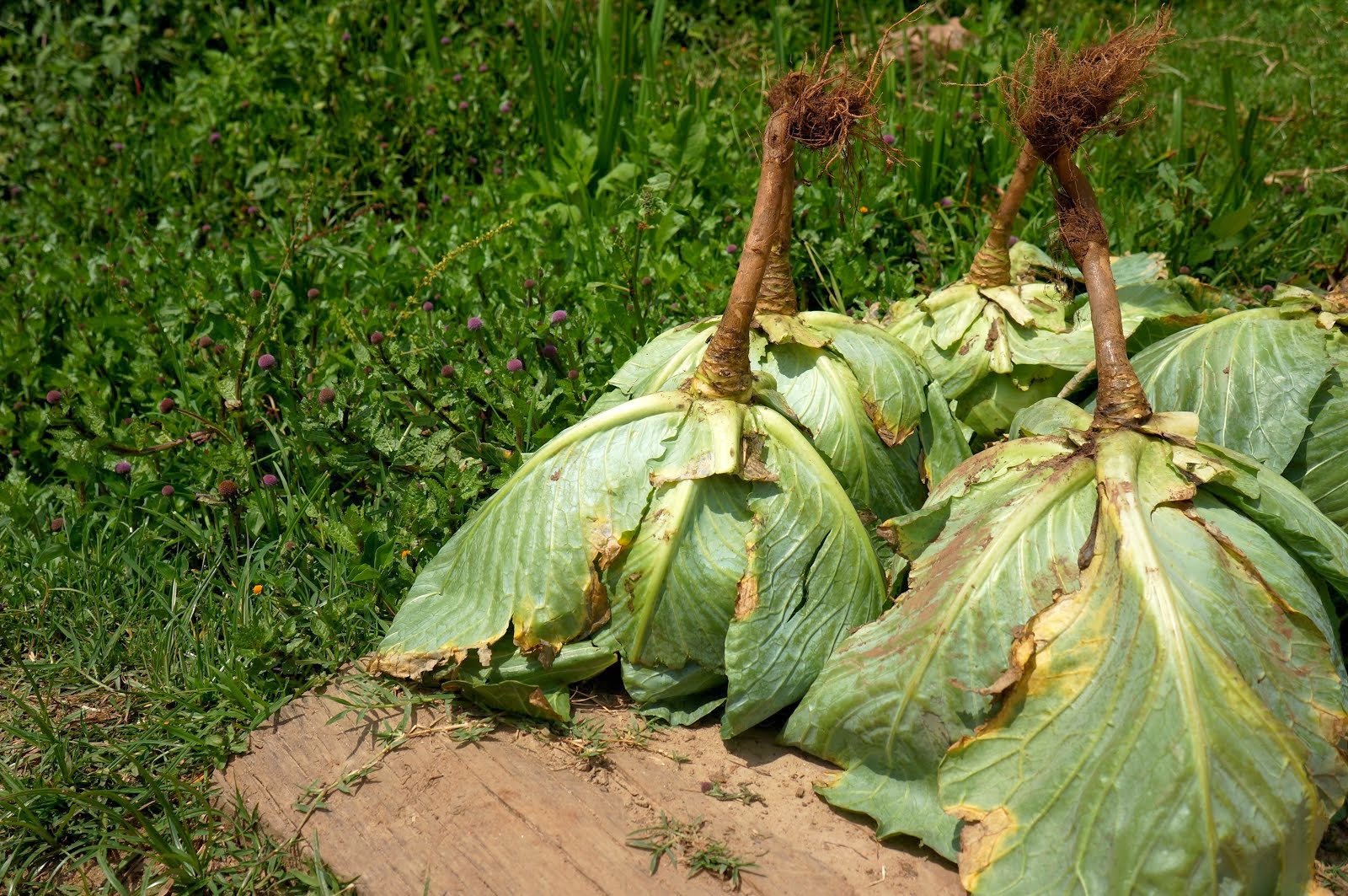 Fresh cabbages!