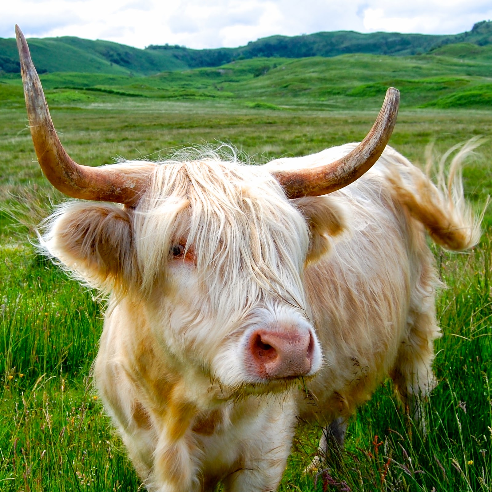 Hairy coo on the Isle of Mull