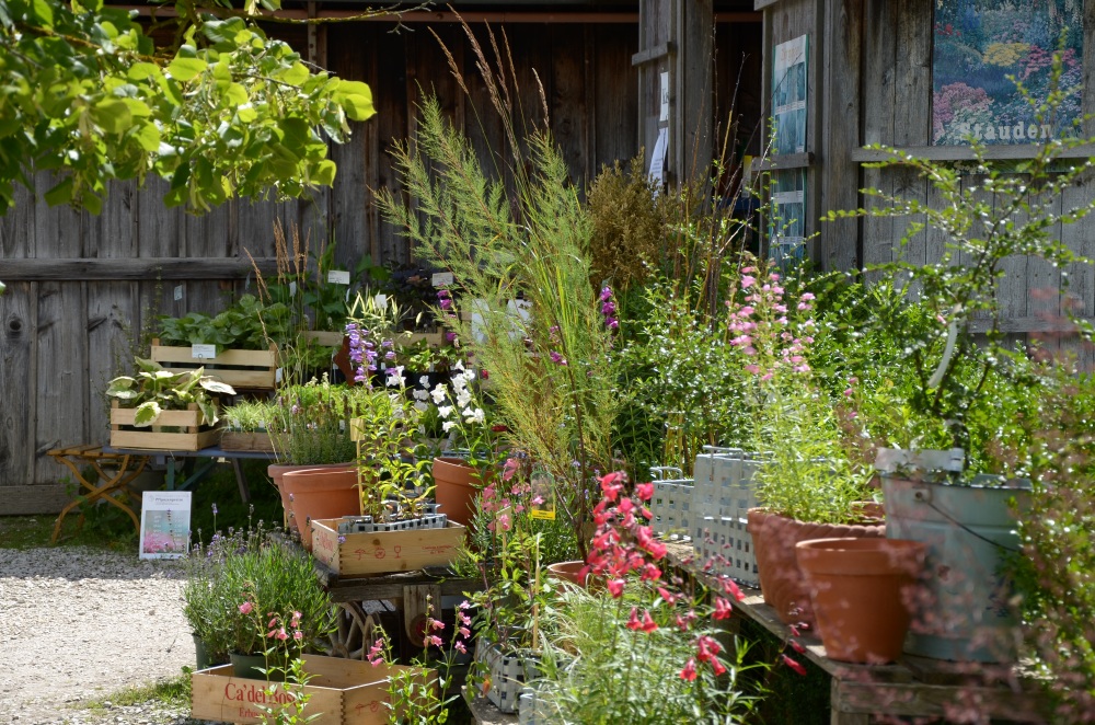 Storchschnabel und andere Stauden Gärtnerei Gaissmayer