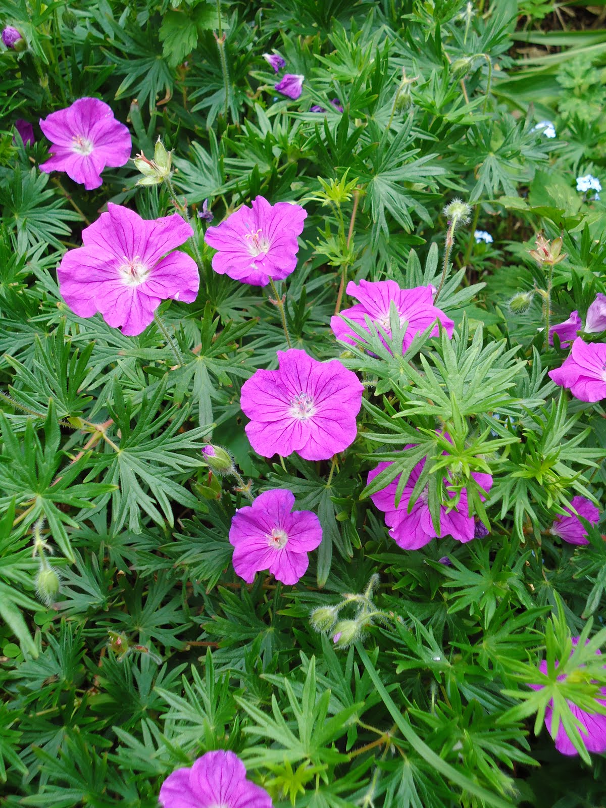 Love My Garden: Perennial Geraniums