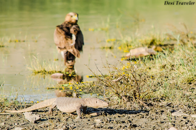 Bonelli’s Eagle and monitor lizard watering hole in Tal Chhapar Rajasthan