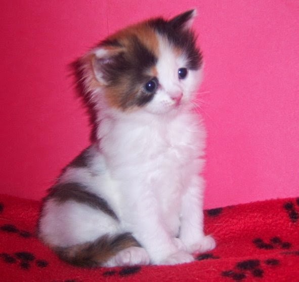 Available Kittens
