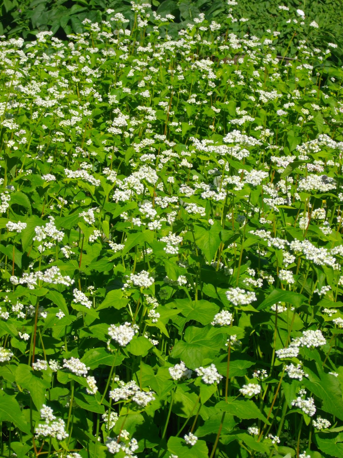 Inland Empire Utilities Agency's Water Education Programs The Wonder