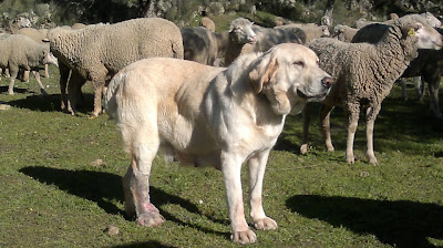 Resultado de imagen de Fotos de mastines