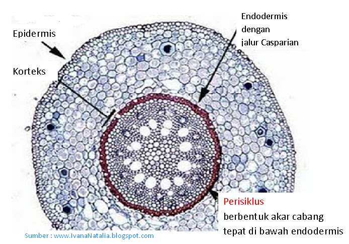 MaGic'BloG Akar Tumbuhan Monokotil